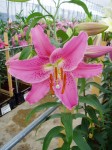 [6268 Lilium 51 No01.JPG]